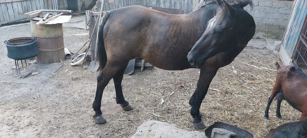 De vanzare cabalina mixta