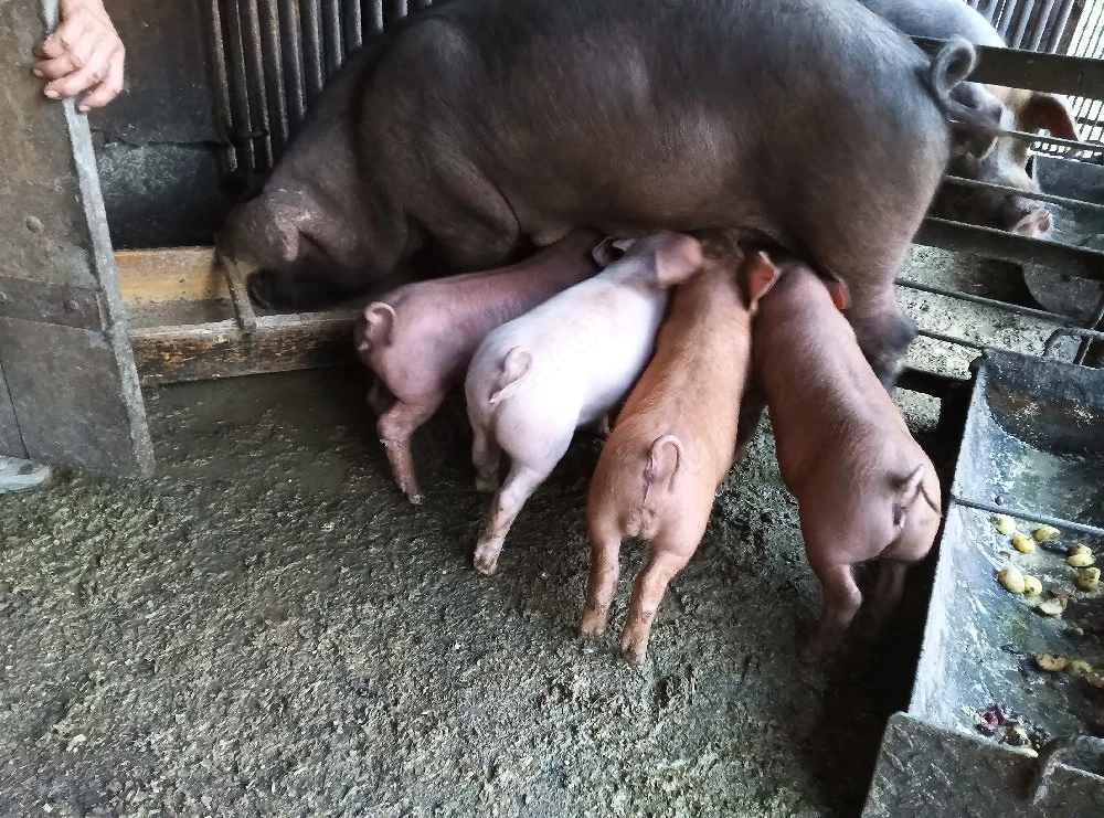Porci de vânzare 