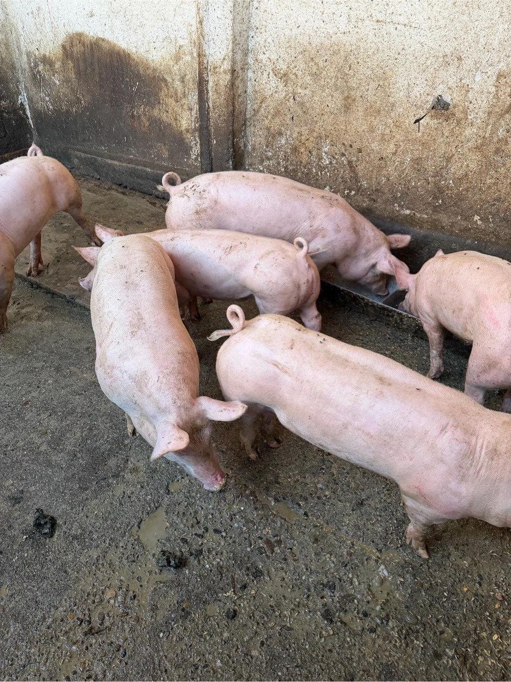 purcei landrace cu pietrain la 40-50 kg 
