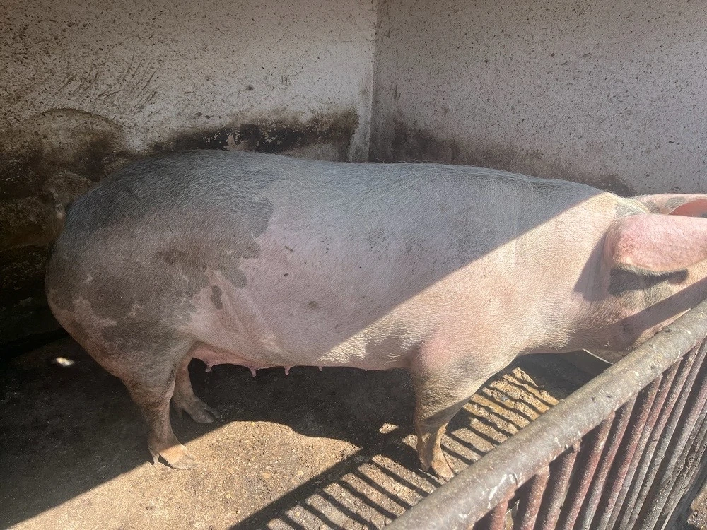 scroafa gestanta landrace 