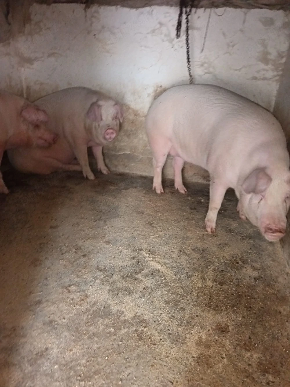 Porci grasi