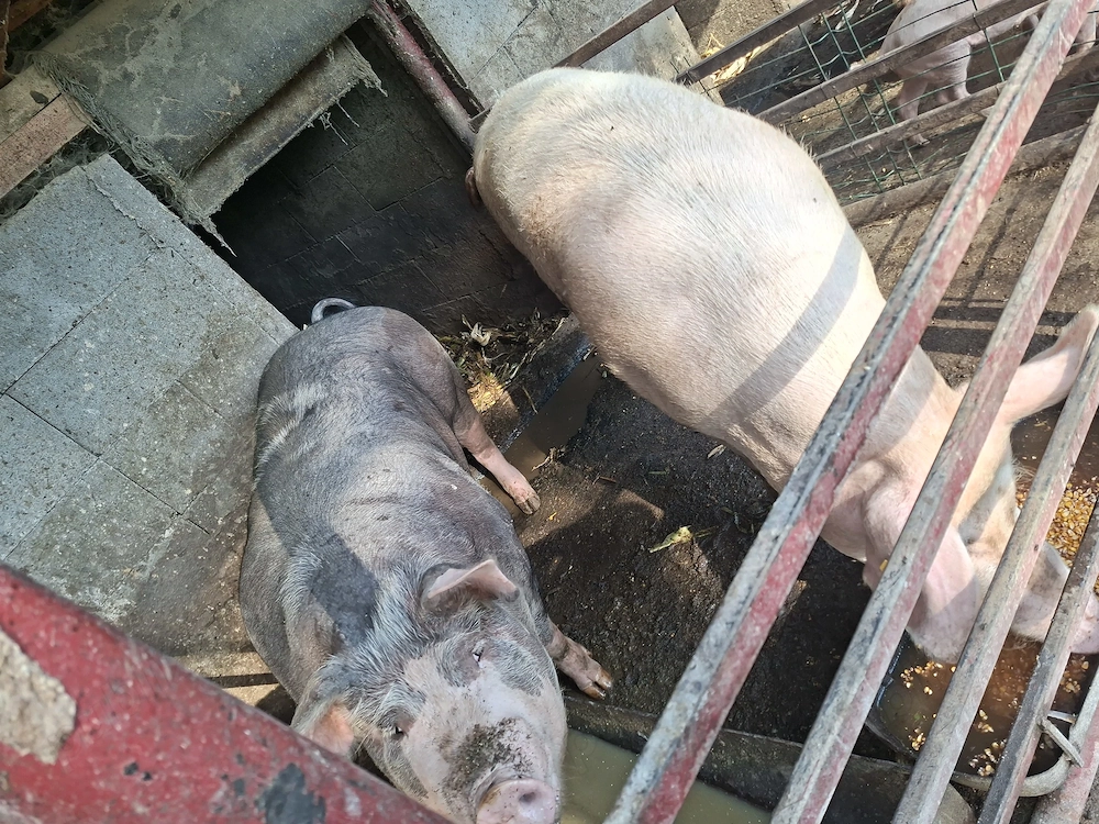 Vand porci de taiat sau arvunit pentru craciun 