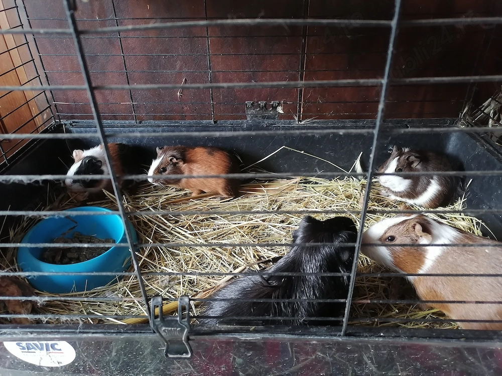 Porcușori de guineaa pui 
