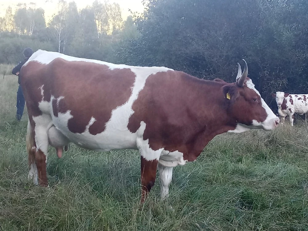 De vânzare vacă cu vitea 
