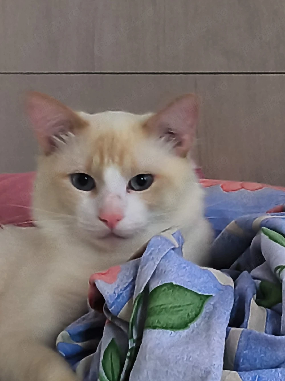 motan spre adopție 