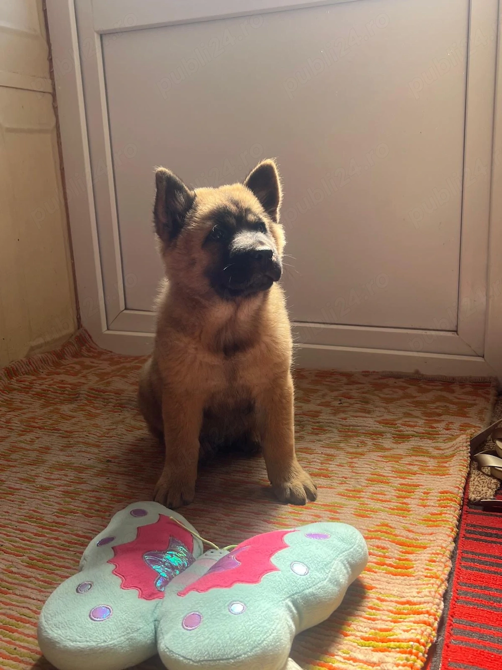 Cățelușă Chow Chow de vânzare 