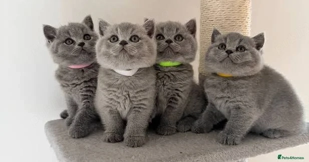 British shorthair blue rasa pura poza reala