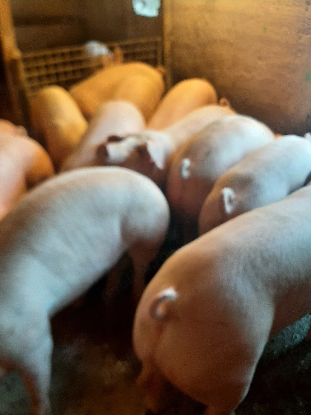 vând porci de carne 9 lei kg
