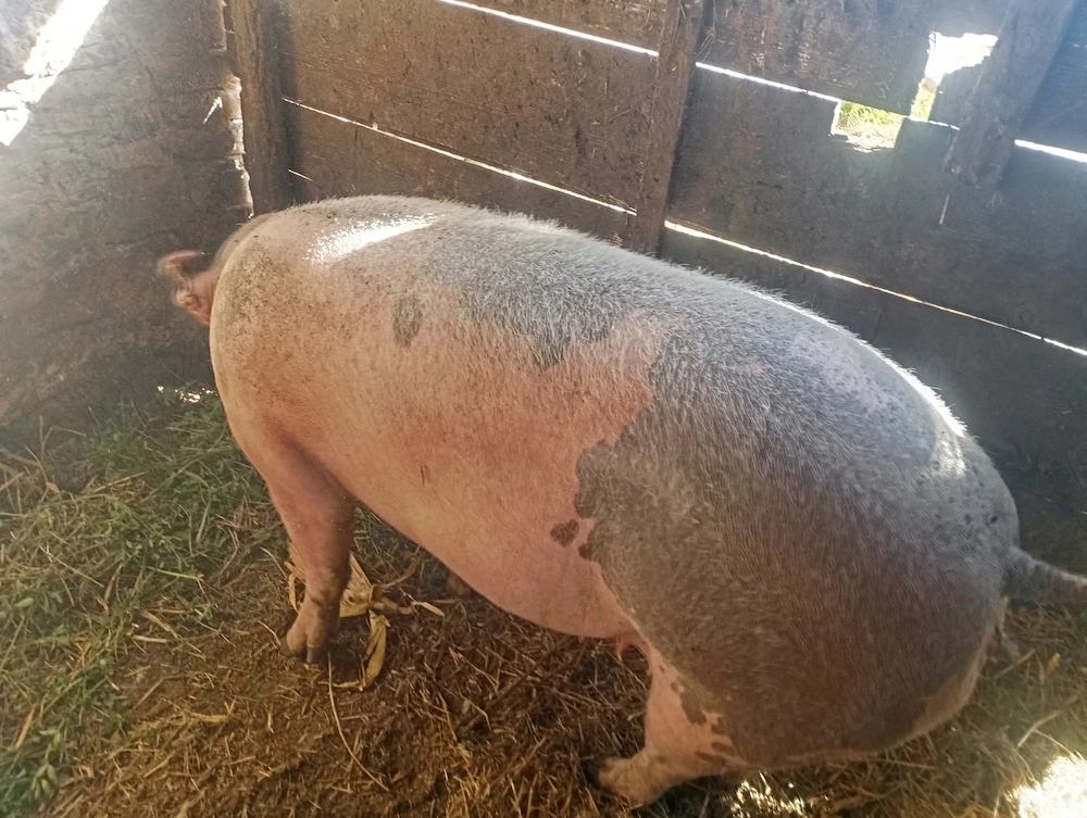 Porc de vînzare