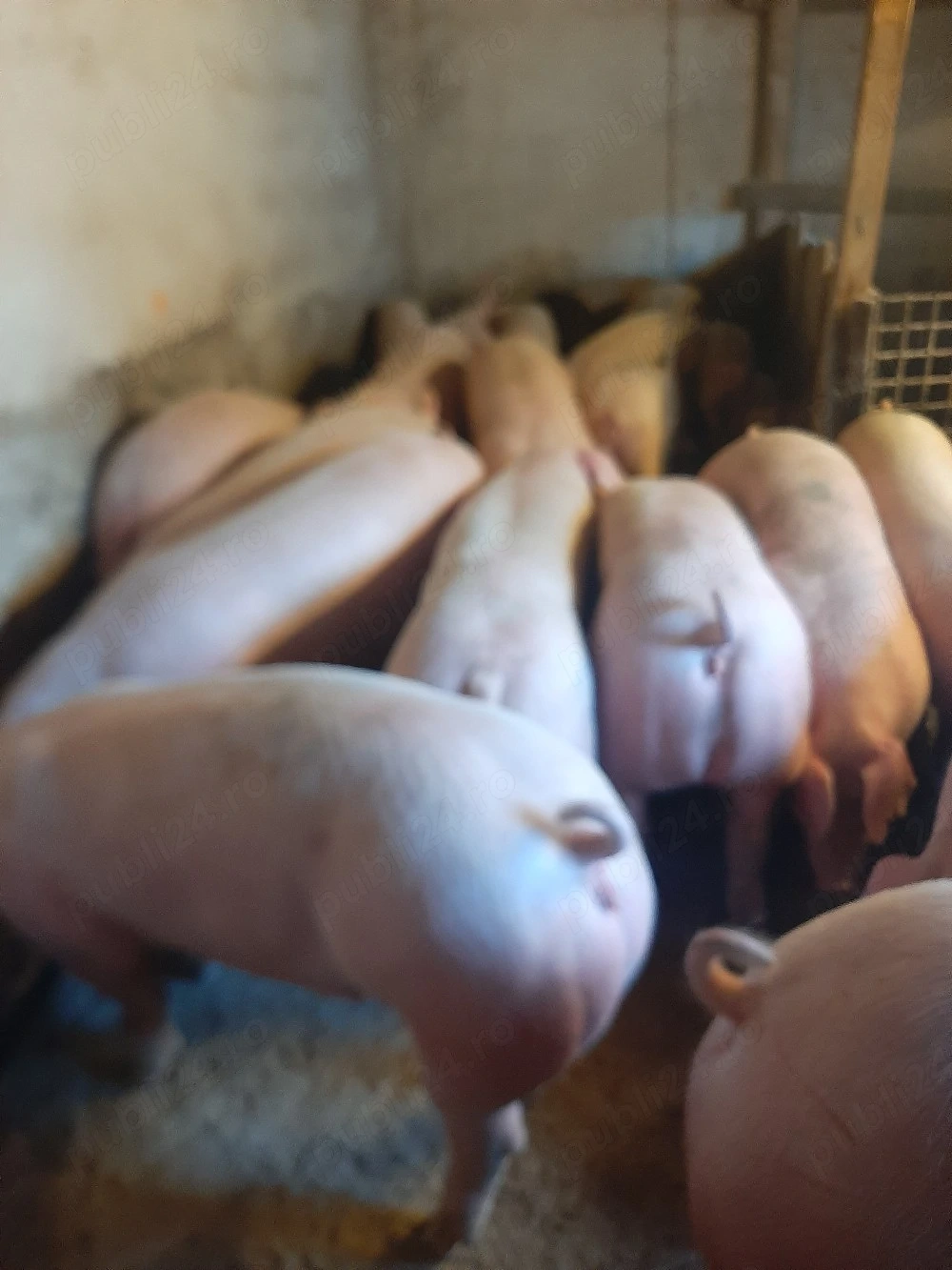 vând porci de carne 9 lei kg