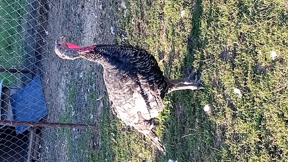 Curcani și curci 