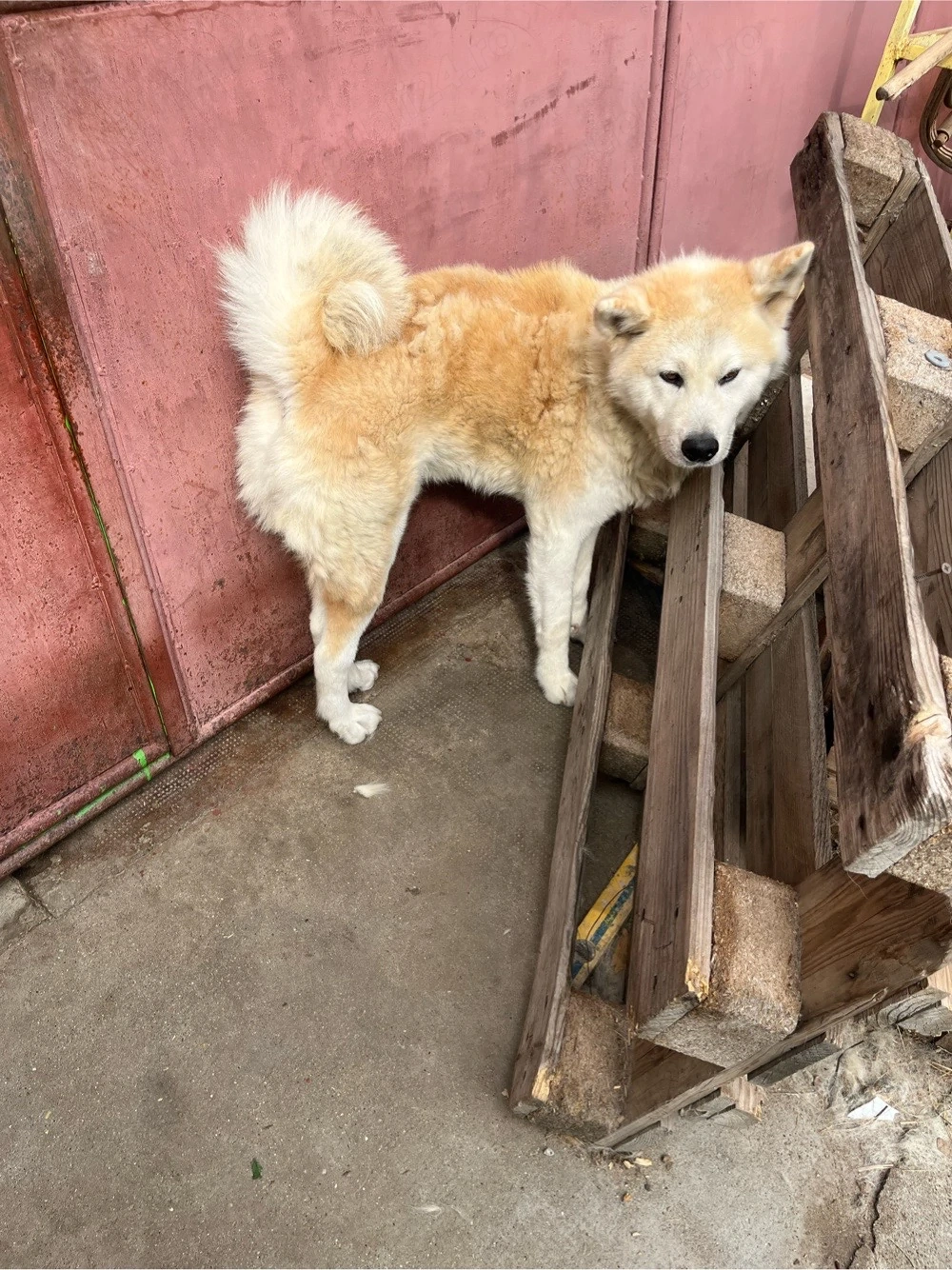 Pereche Akita Inu