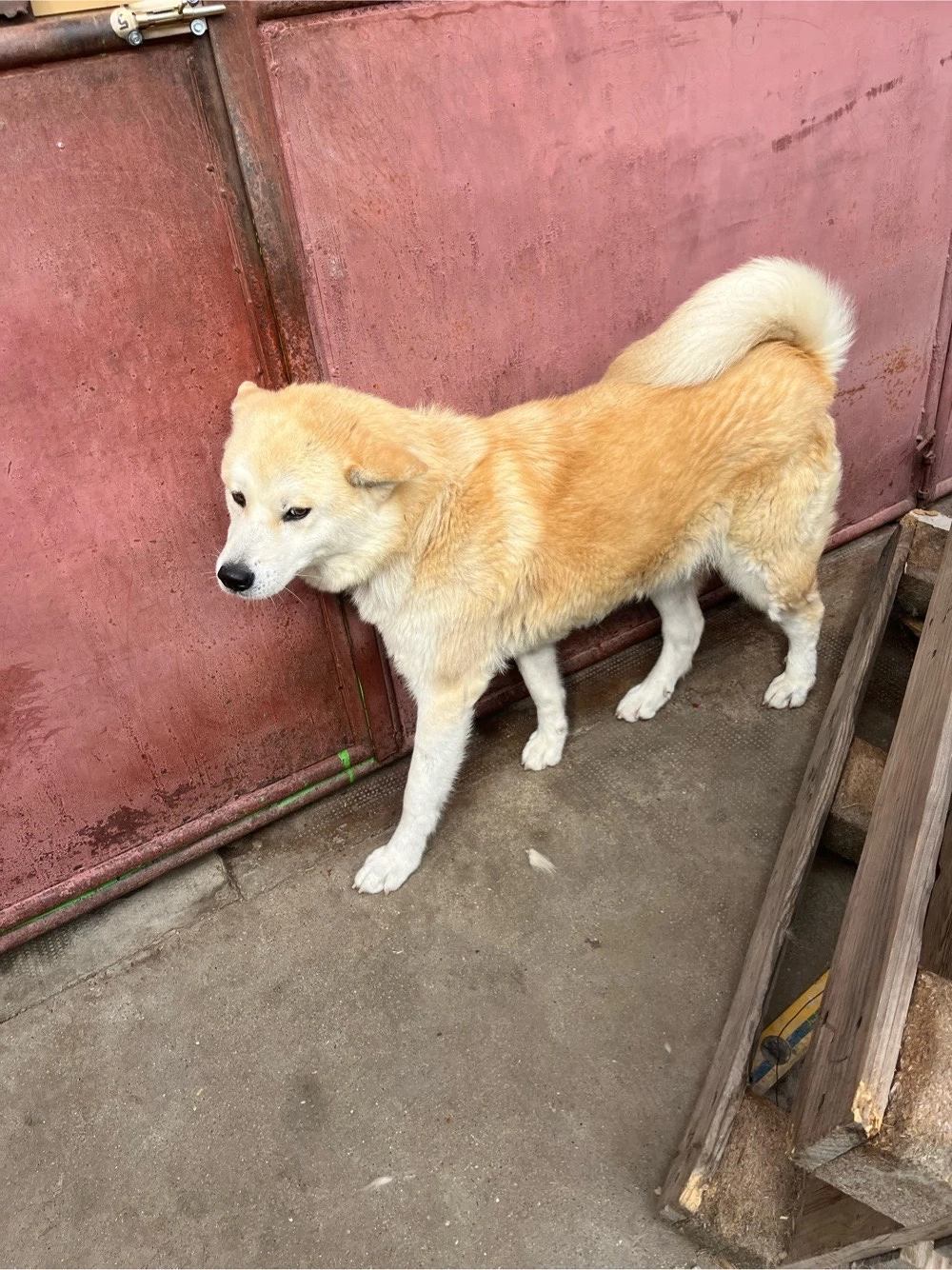 Donez femela Akita Inu