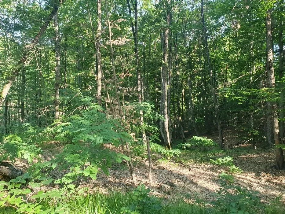 Vand 1,5 ha padure foioase (inclusiv terenul)