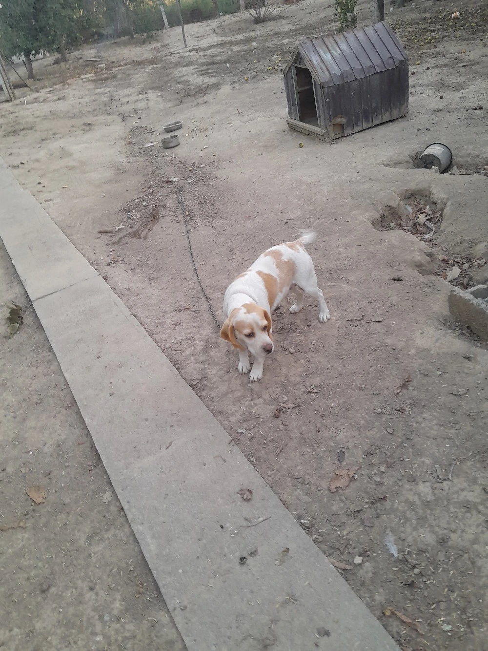 Femelă Beagle bicolor