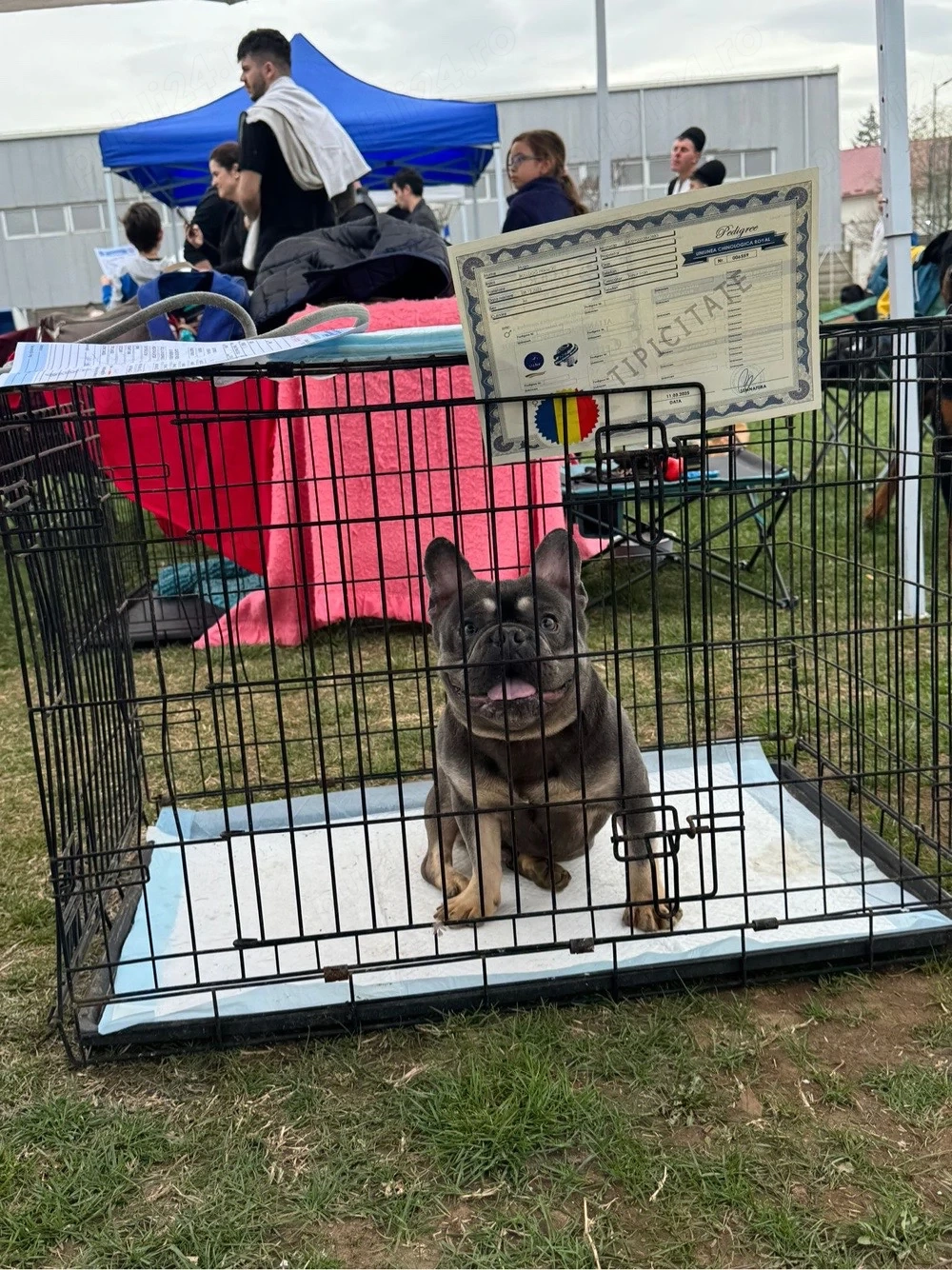 Bulldog francez mascul cauta iubita