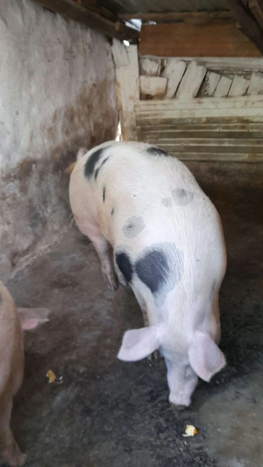 De vânzare porc      viu 12 lei kg
