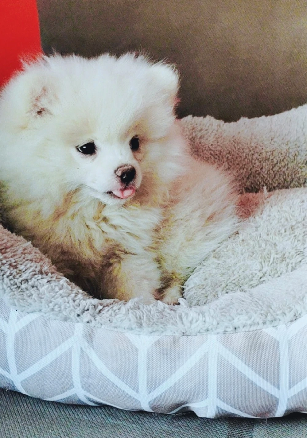 Pomeranian Arad 