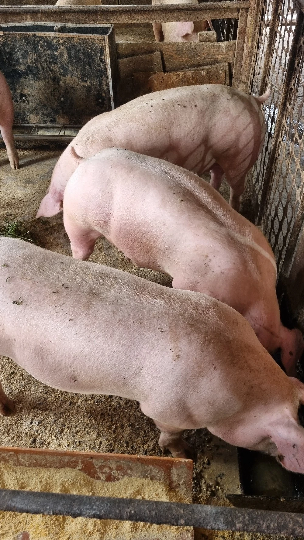porci 100 de kg 