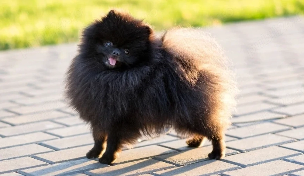 Pomeranian negru, talie Toy, canisa autorizata, posibilitate vizionare la locatie