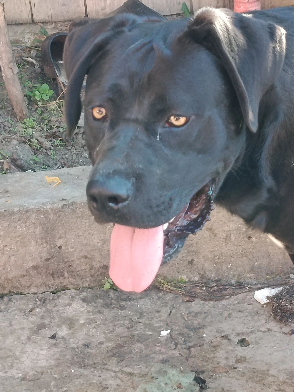 Mascul Cane Corso 9 luni 