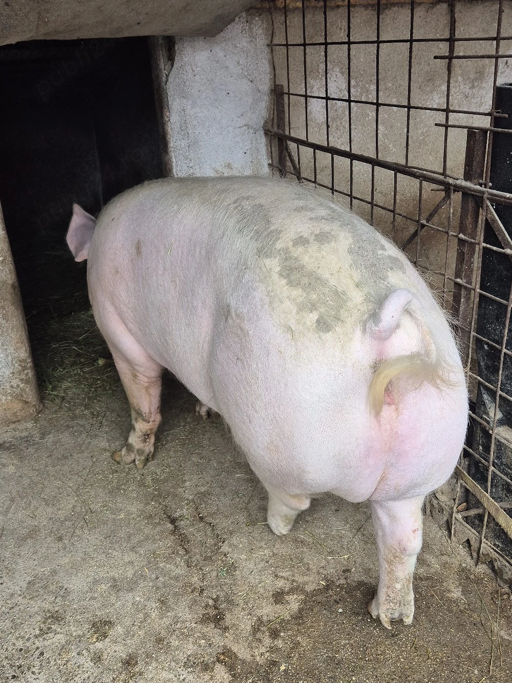 De vanzare purcea de carne crescuta la tara .