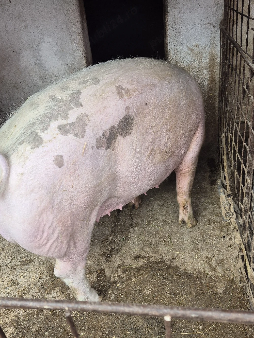 De vanzare purcea de carne crescuta la tara.