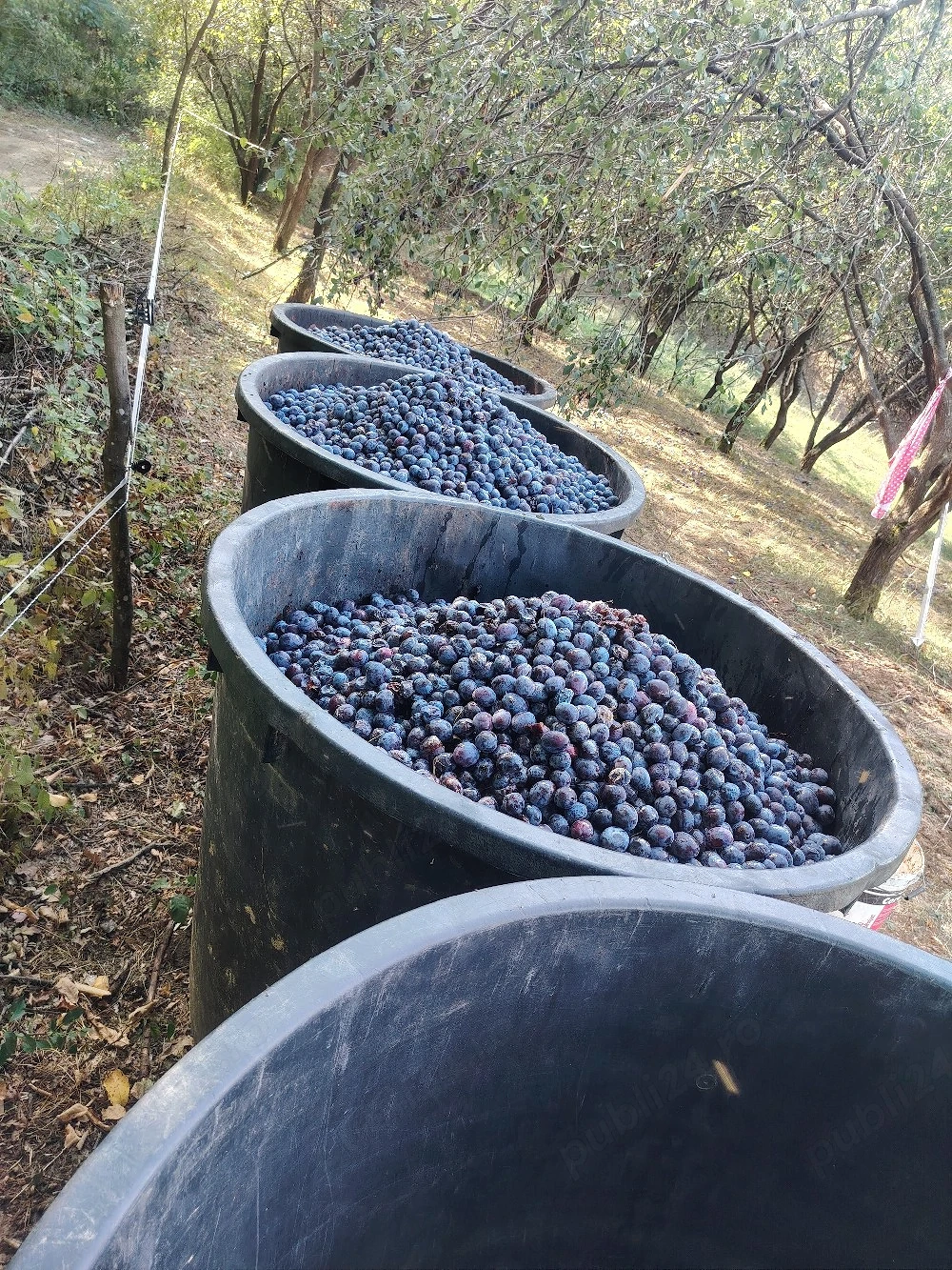 vand prune pentru palinca 