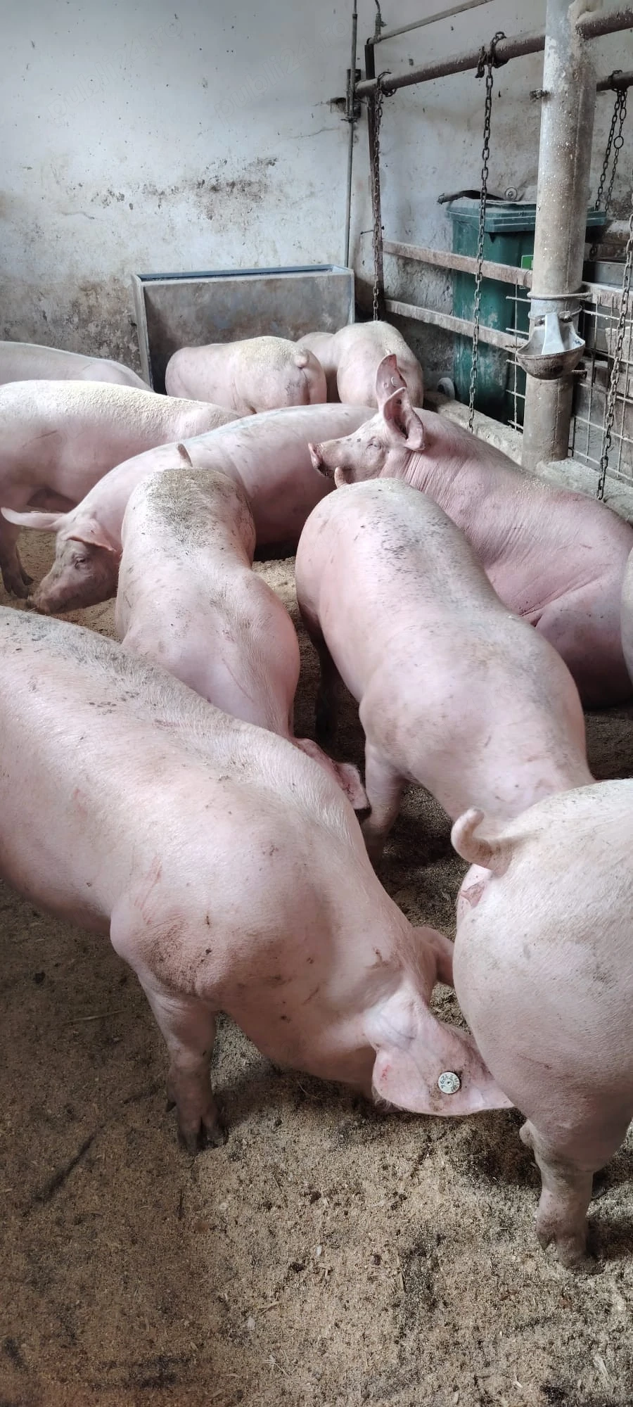porci de carne 