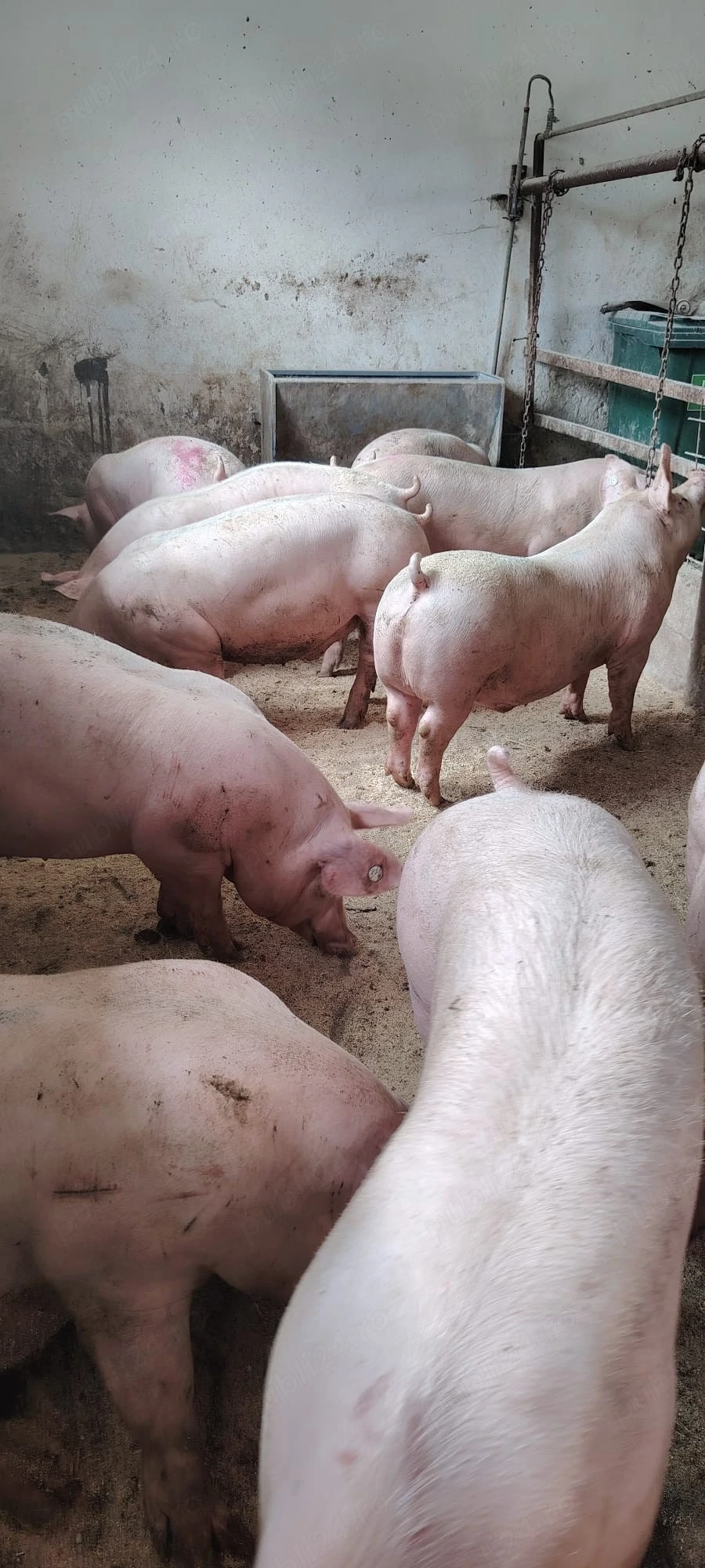porci de carne 