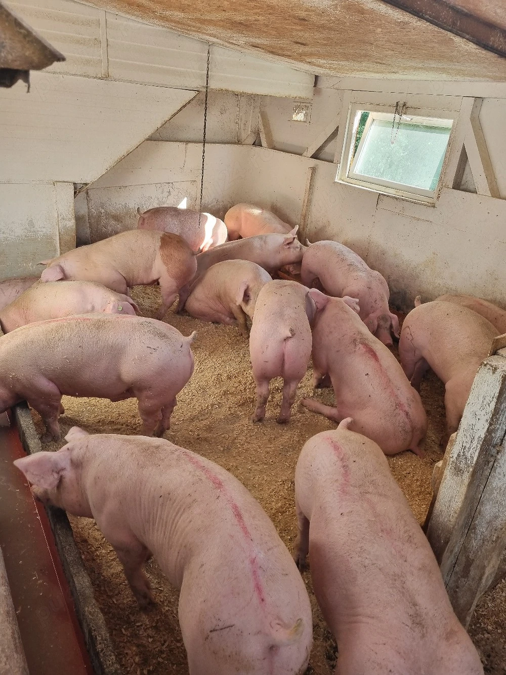Vand porci diferite marimi 