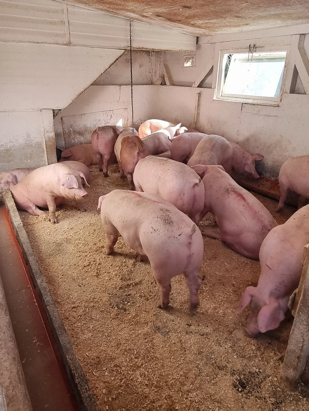 Vand porci diferite marimi 
