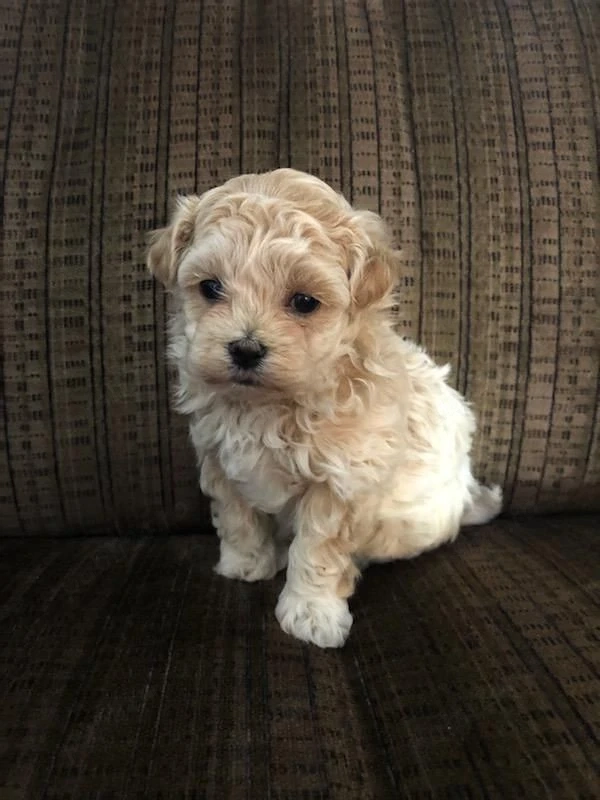 maltipoo poodle mini toy 