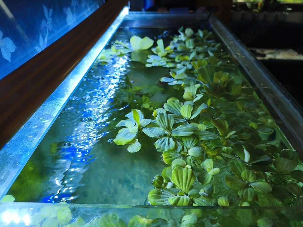 Plante acvatice plutitoare Pistia Stratiotes (Salată de apă) - Mărime mică și medie