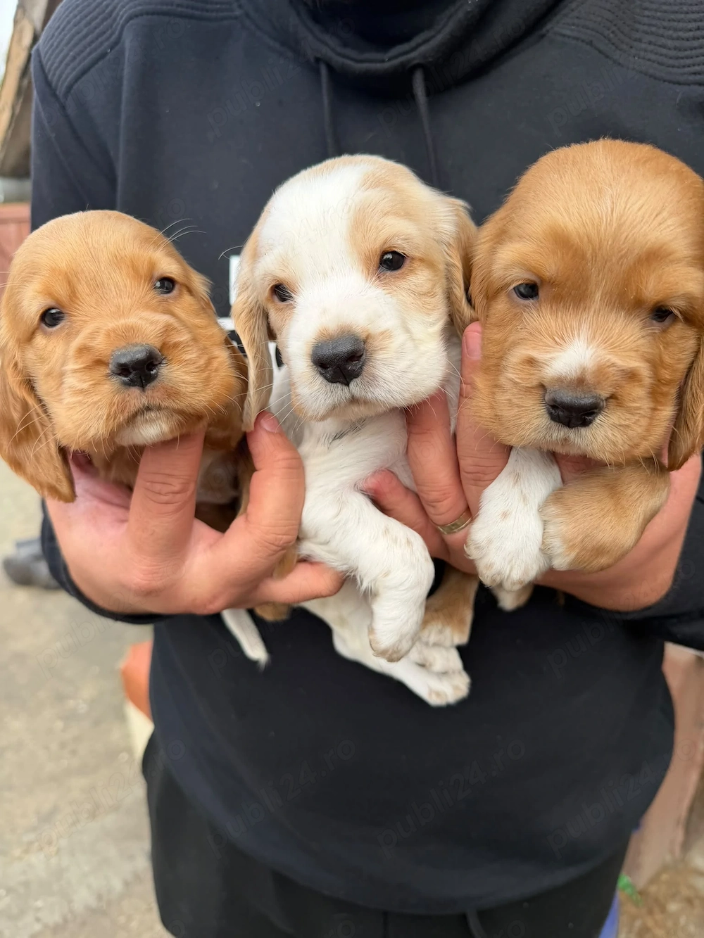 Vând puiuți cocker spaniel 