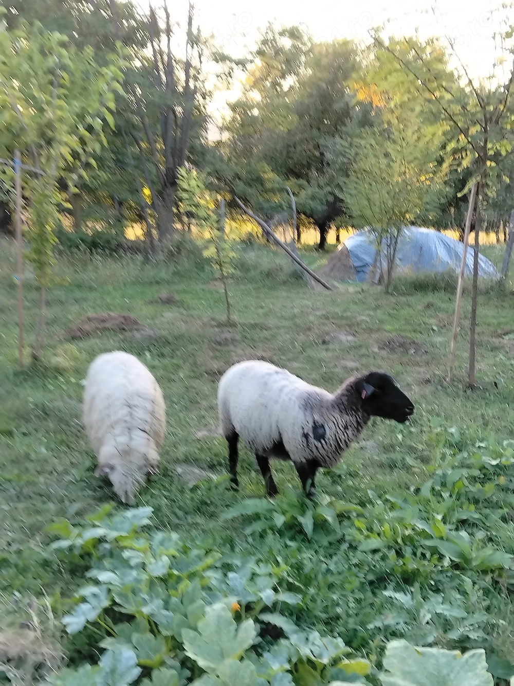 Vând 1 suflok, 1 mieluta turcana