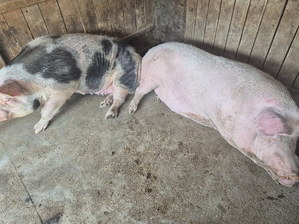 animale de vinzare