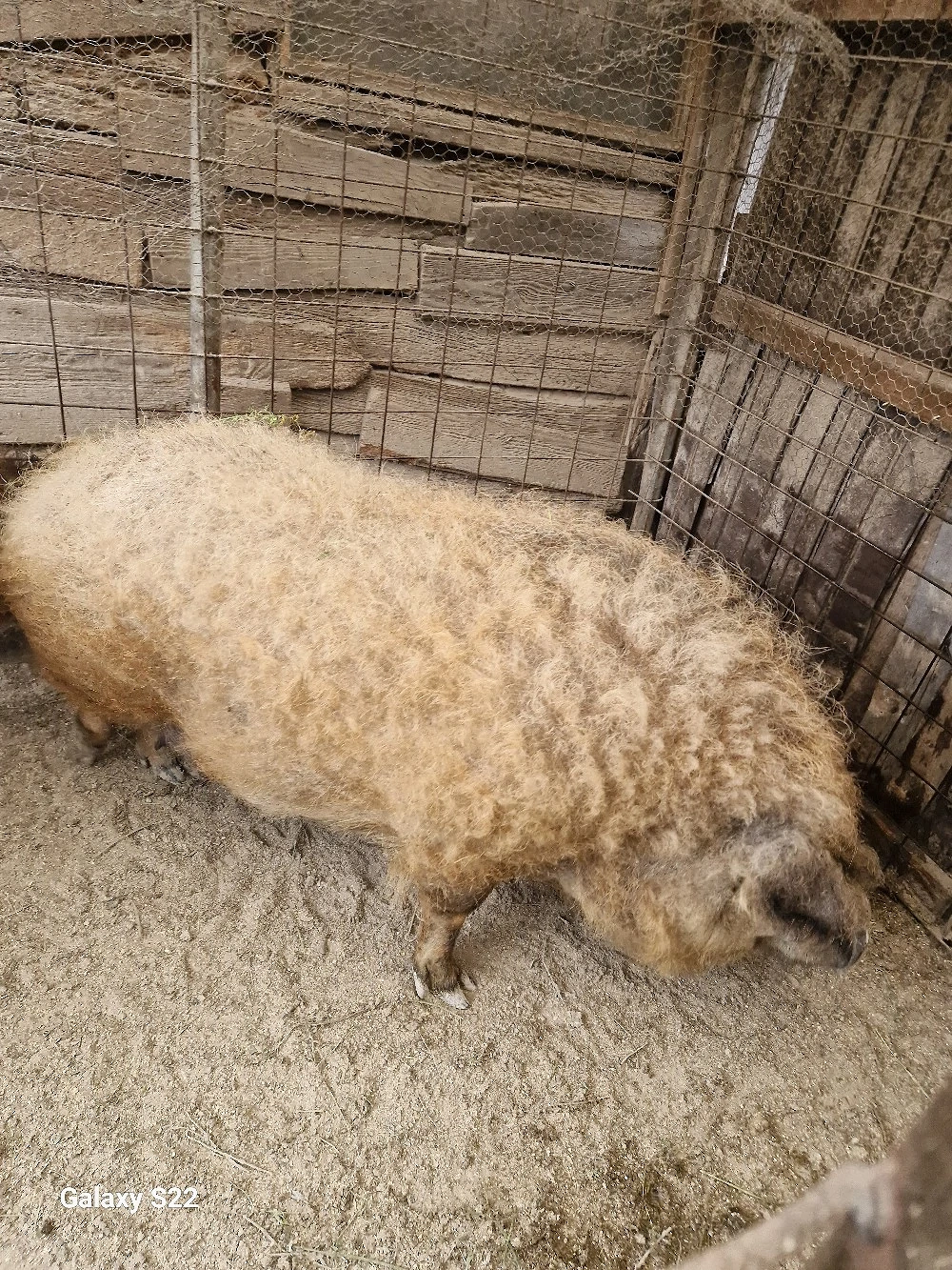mangalita de sacrificat