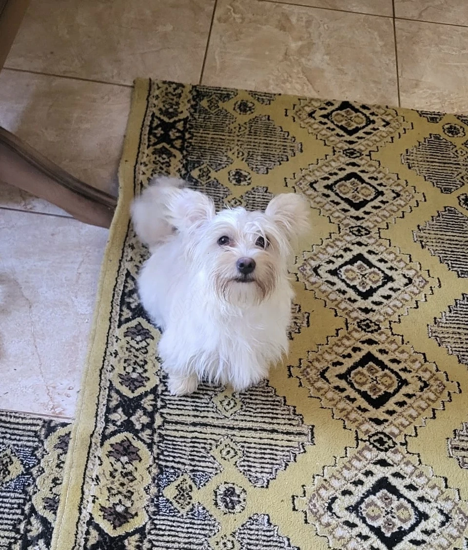 Vând Cățea,rasa Bichon