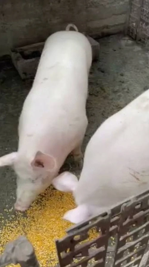 Porci de carne crescuti cu porumb si uruiala de la 120 kg pana la 160 kg 