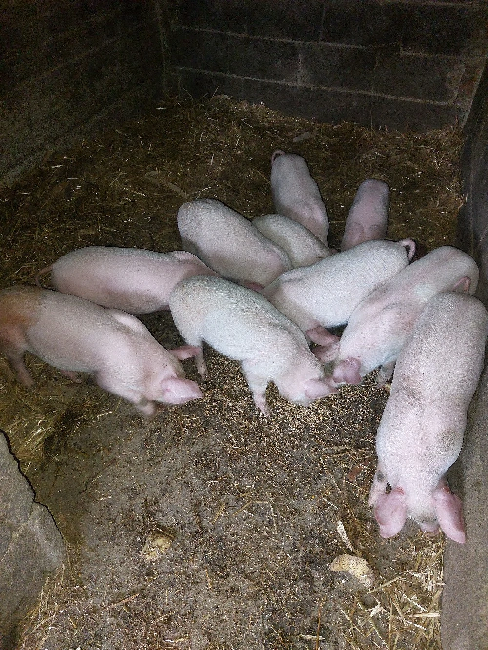 Vând purcei de 6 săptămâni. 
