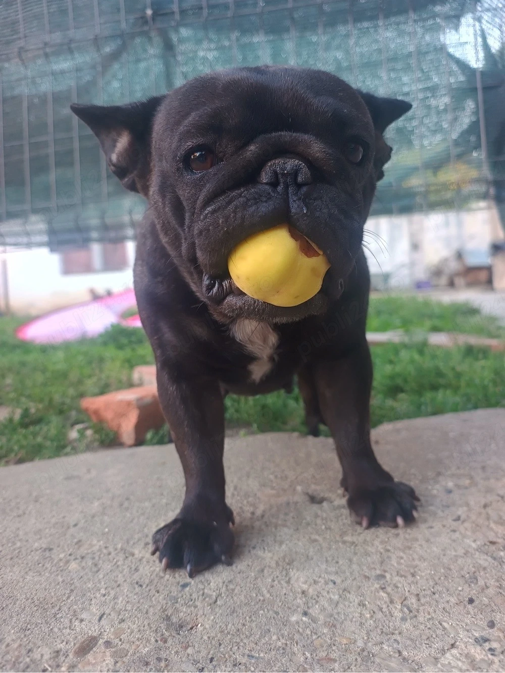 se cauta familie pentru doua bulldogite 