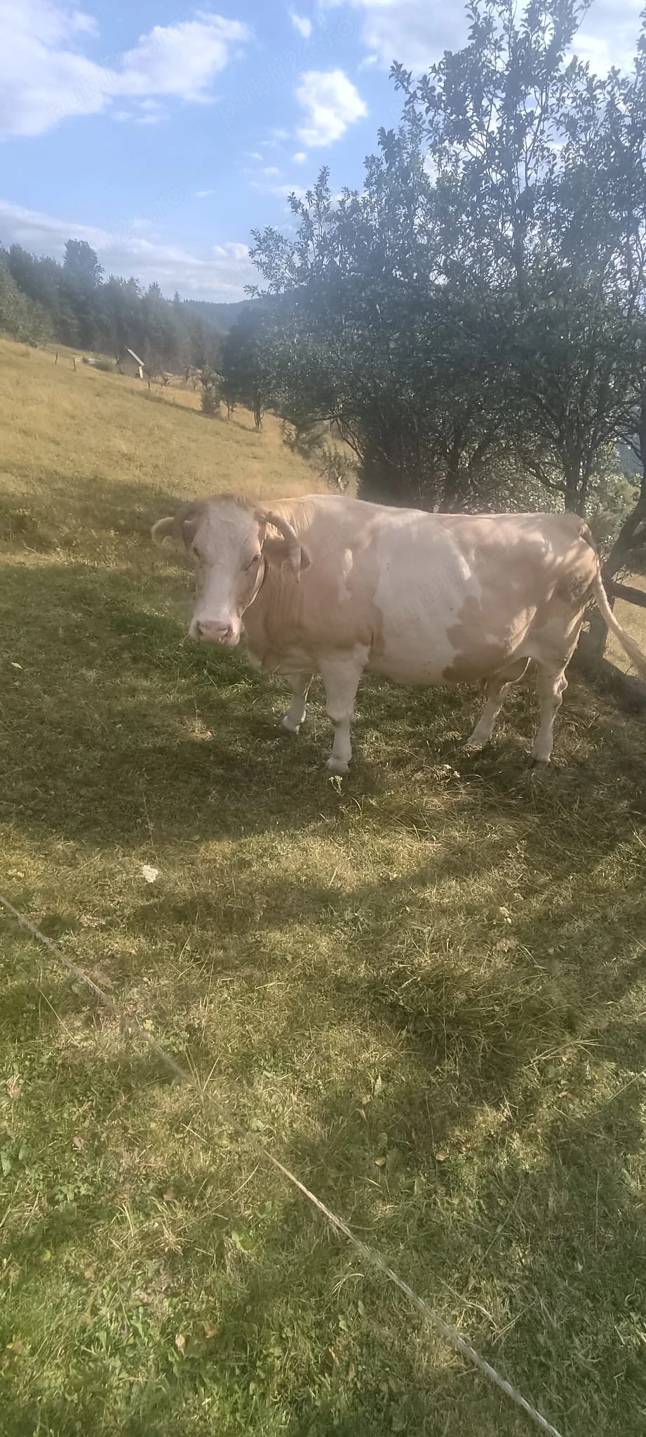 Vand vaca, mai multe detalii la telefon