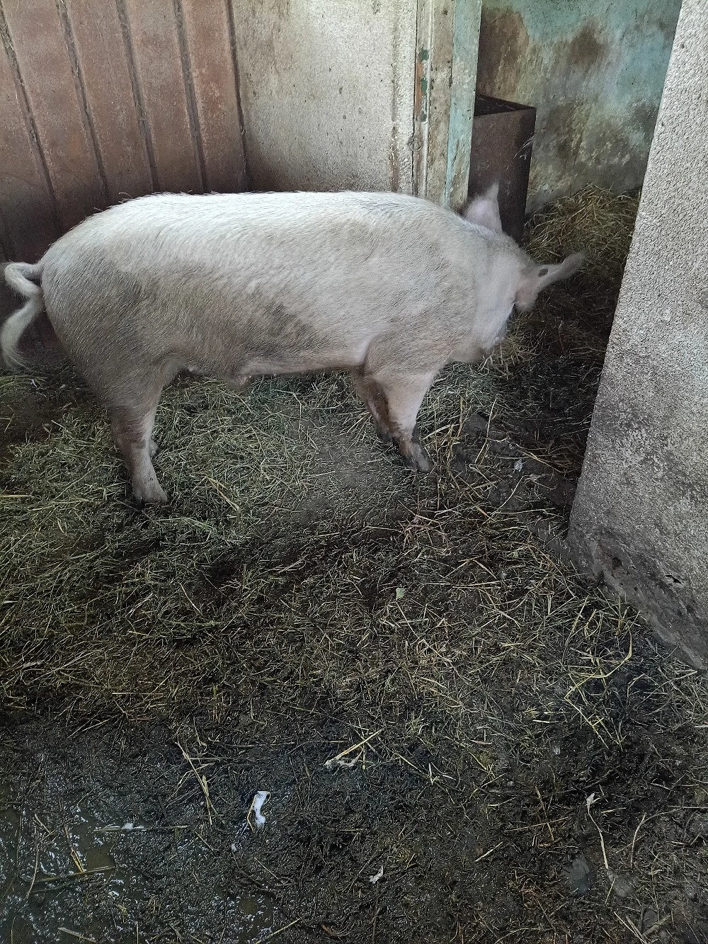 Vind animale , porci, tapi,purcei.