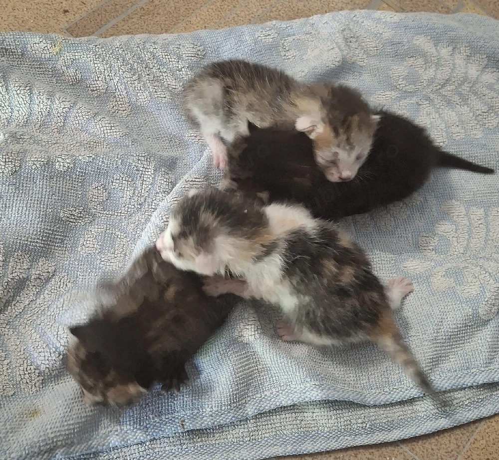 pisoi micuți de câteva zile 
