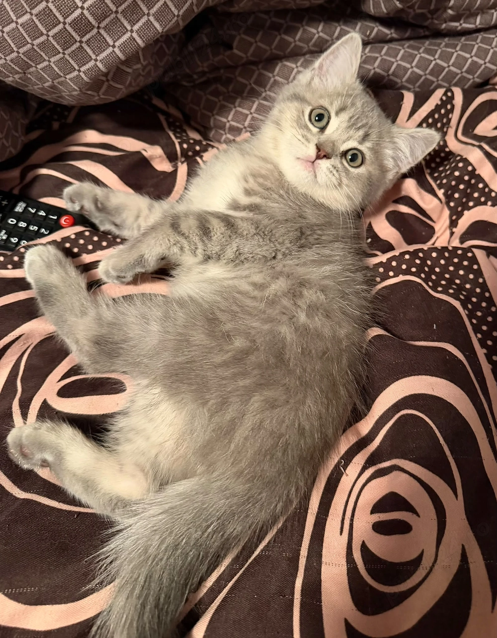2 băieți british shorthair tabby