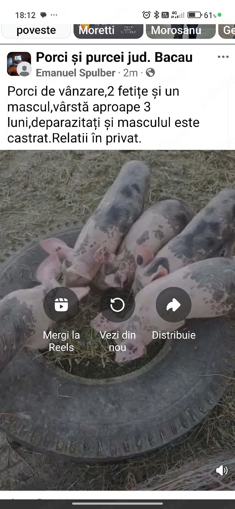 Porci de vanzare