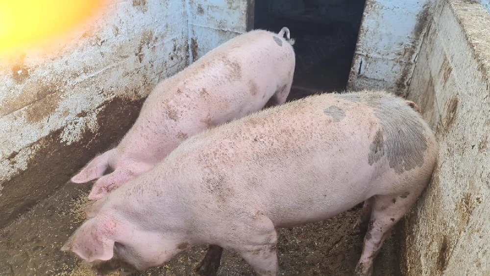 Vând porci