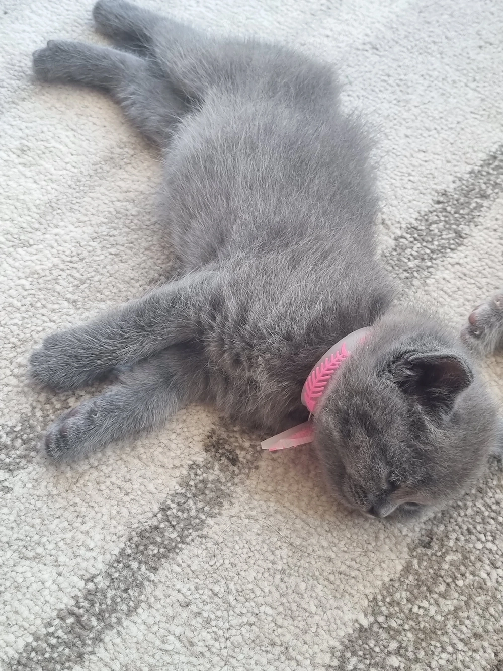 British Shorthair grey