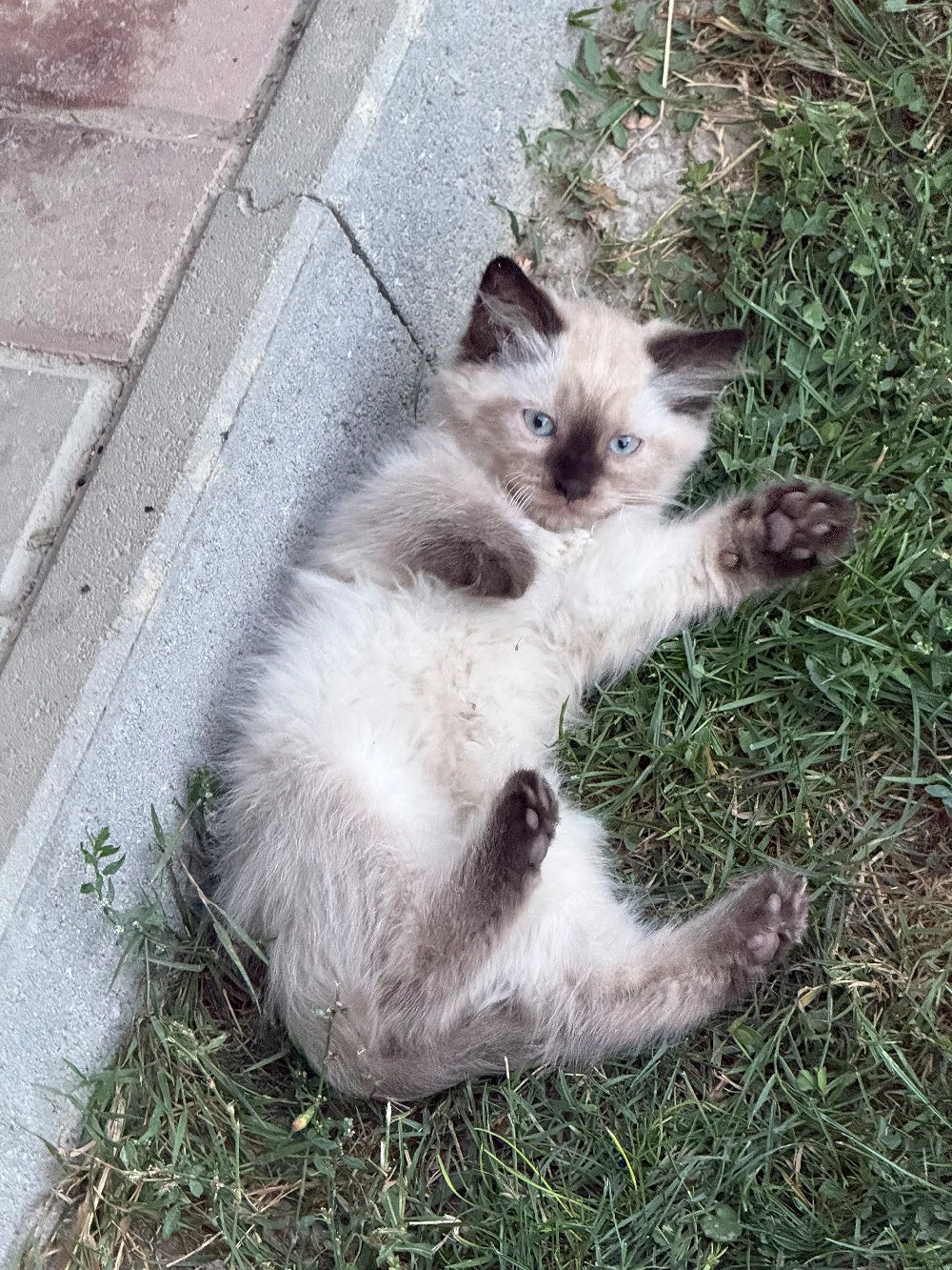 Pui Pisica 